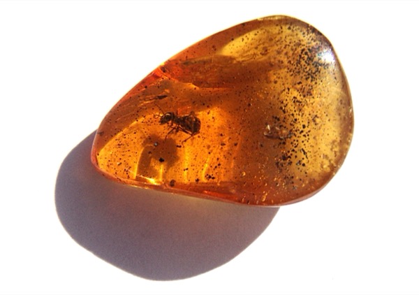 Ant preserved in amber