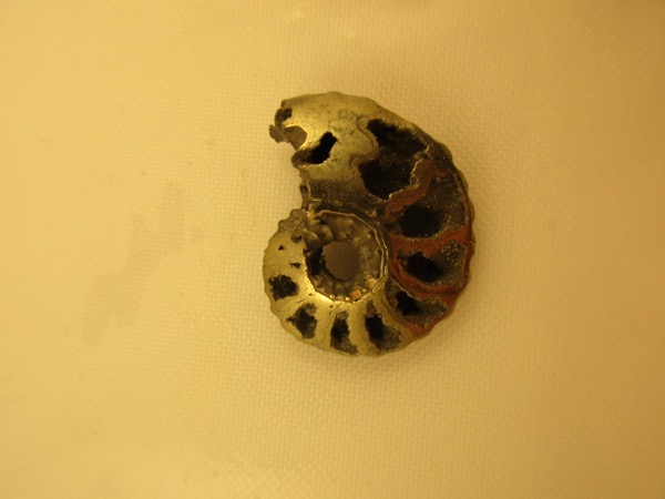 Pyritized ammonite: example of mineral replacement by pyrite
