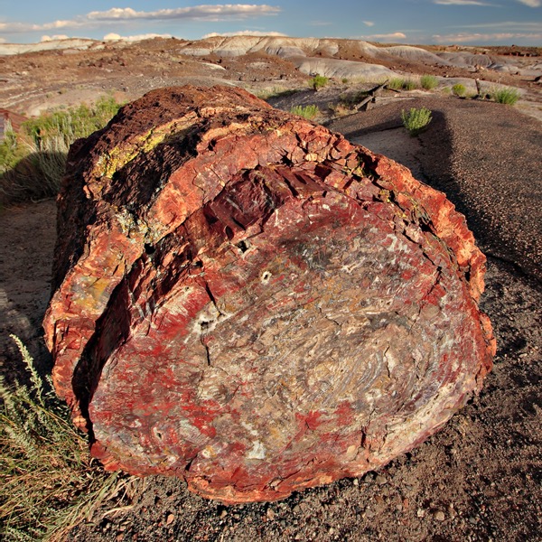 Petrified log formed by permineralization, Petrified Forest, Arizona