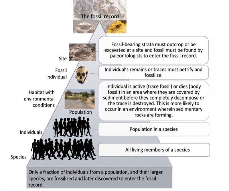 Taphonomic pyramid: of all species, only a tiny fraction is fossilized and discovered