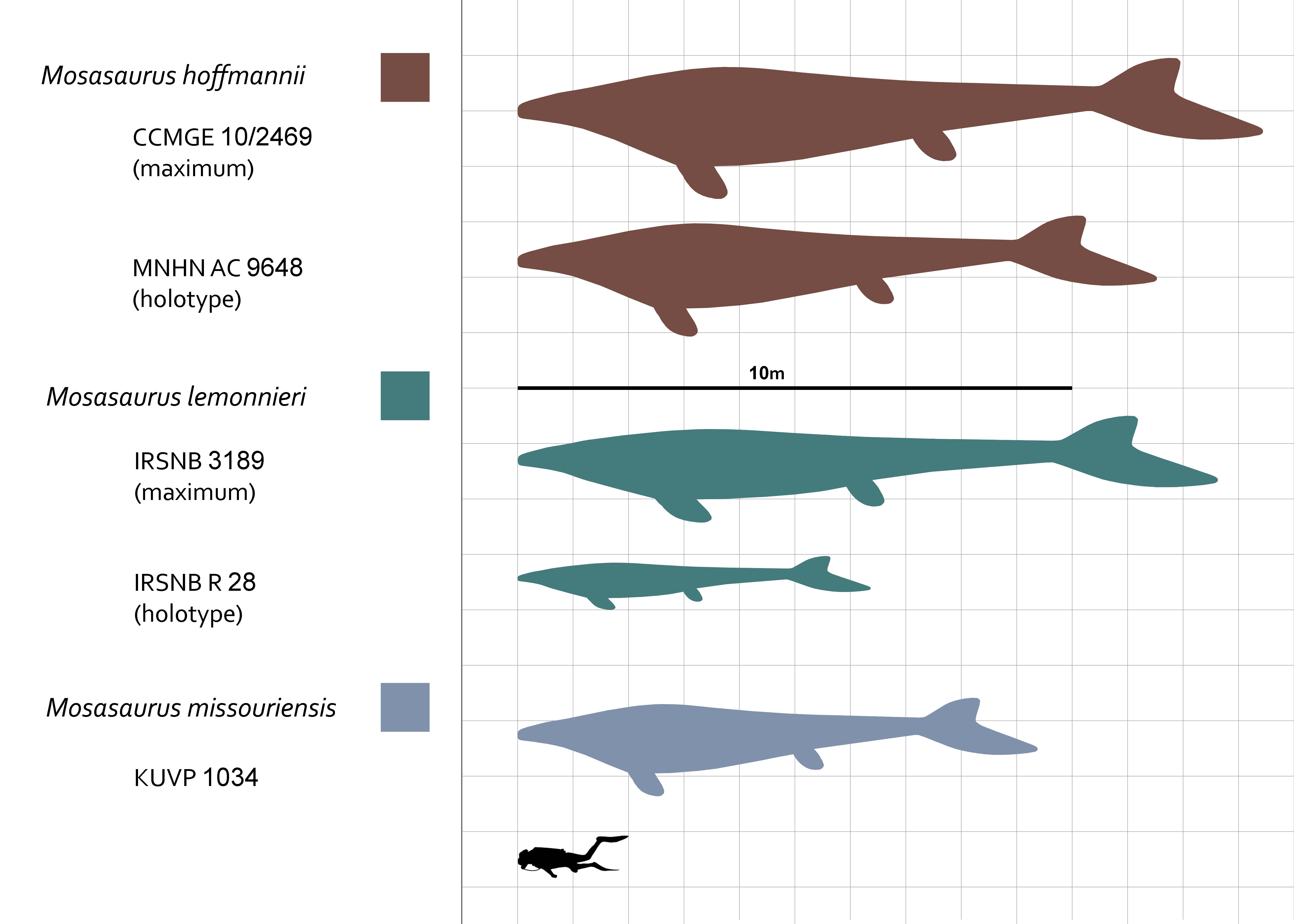 Size comparison of multiple Mosasaurus specimens with human diver for scale.