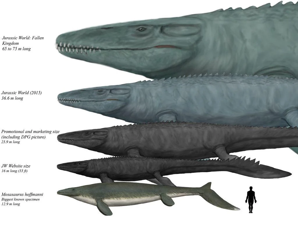 Comparison between the Jurassic World Mosasaurus (~25-30m) and the species' actual size (~13m).