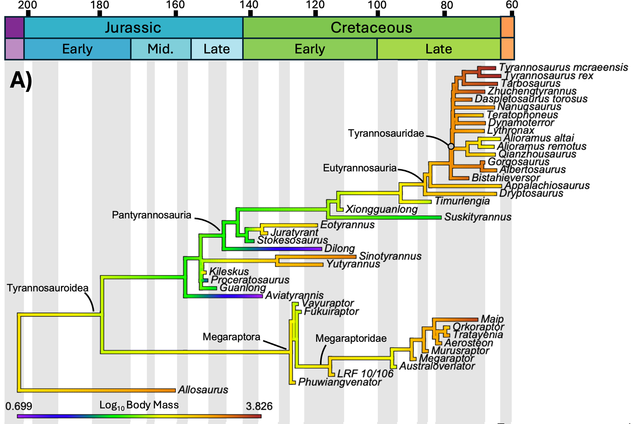 Cladogram of tyrannosauroids with body mass (log) mapped onto the branches