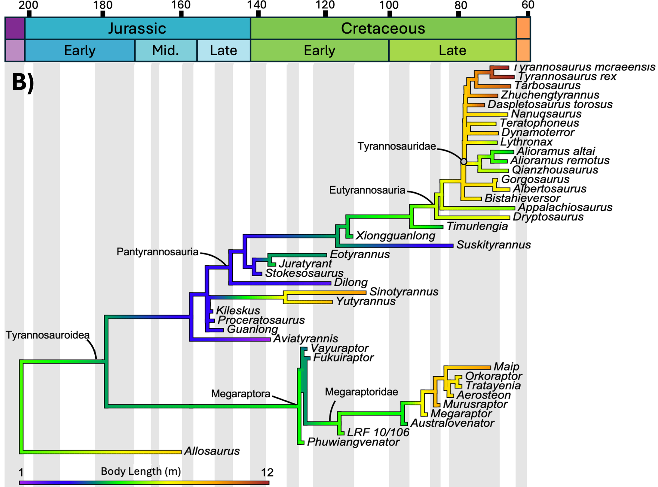 Cladogram of tyrannosauroids with body length mapped onto the branches