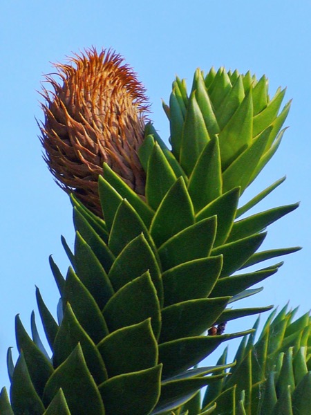 Living Araucaria araucana, Patagonia