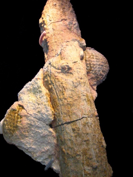 Cone silicificado de Araucaria mirabilis, Jurássico Médio, Cerro Cuadrado, Argentina