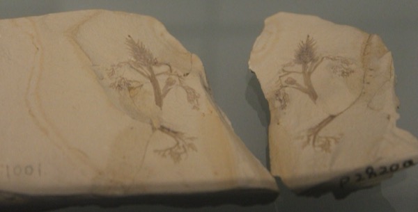 Fossil of Archaefructus, one of the earliest angiosperms