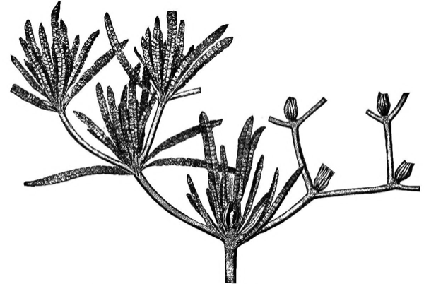 Artistic reconstruction of Williamsonia, a Bennettitale
