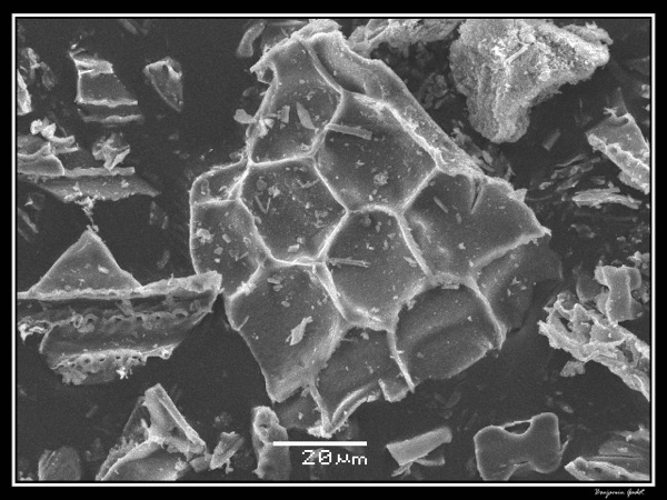 Fitólitos de gramíneas observados ao microscópio eletrônico de varredura (MEV)