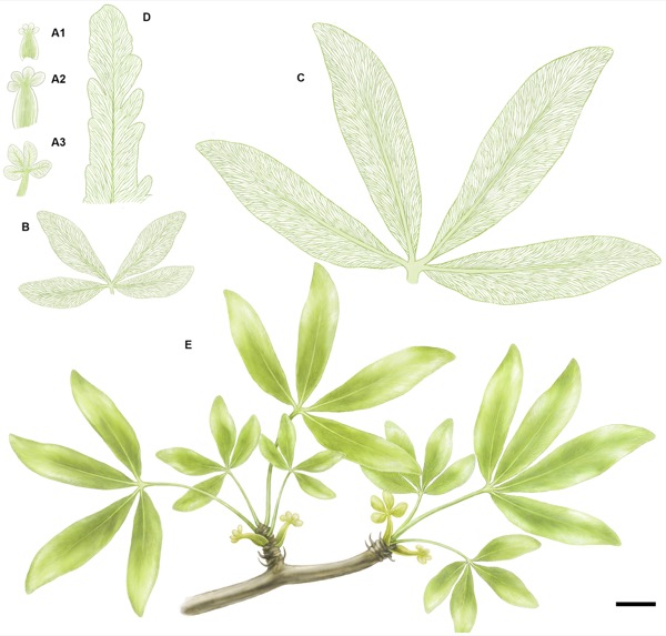 Reconstruction of Sagenopteris, a Mesozoic plant