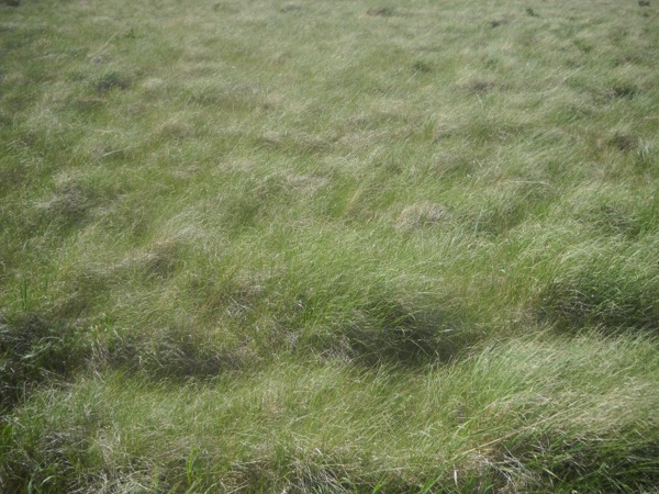Grassland in Valles Caldera, New Mexico