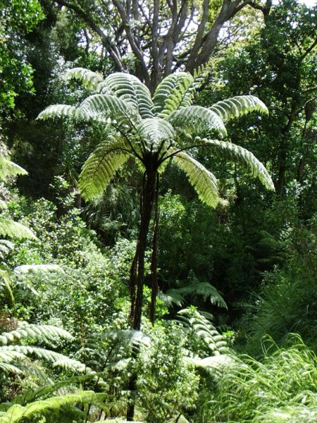 Tree fern Cyathea medullaris