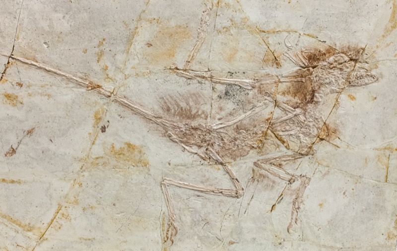 Microraptor gui fossil, Liaoning