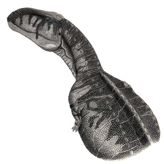 Head and neck detail of Abelisaurus comahuensis, illustration by Jordan Mallon.