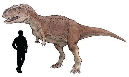 Size comparison between Abelisaurus comahuensis and an adult human.