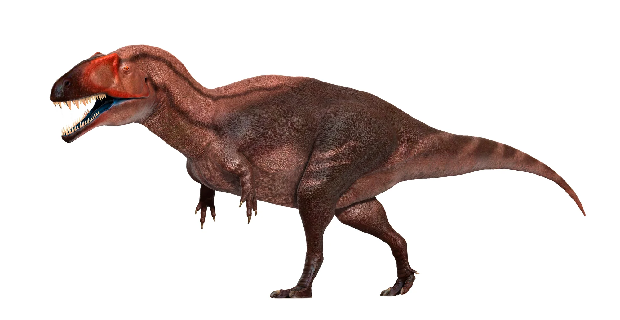 Acrocanthosaurus