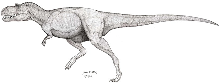 Anatomical black and white sketch of Albertosaurus sarcophagus, showing body proportions.
