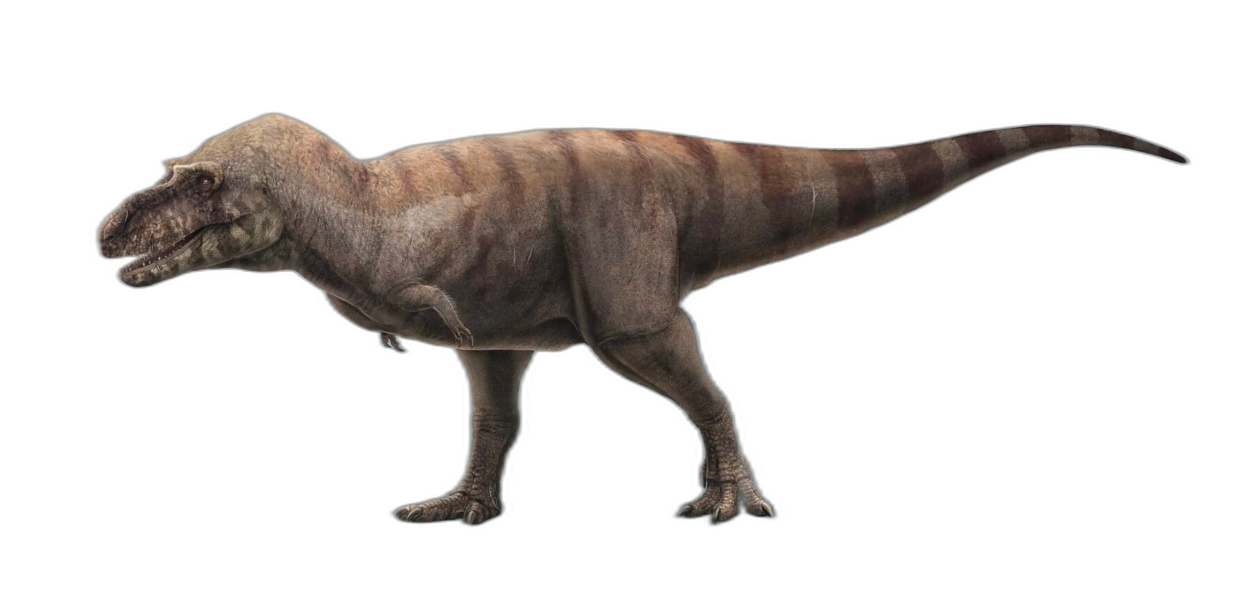 Albertosaurus