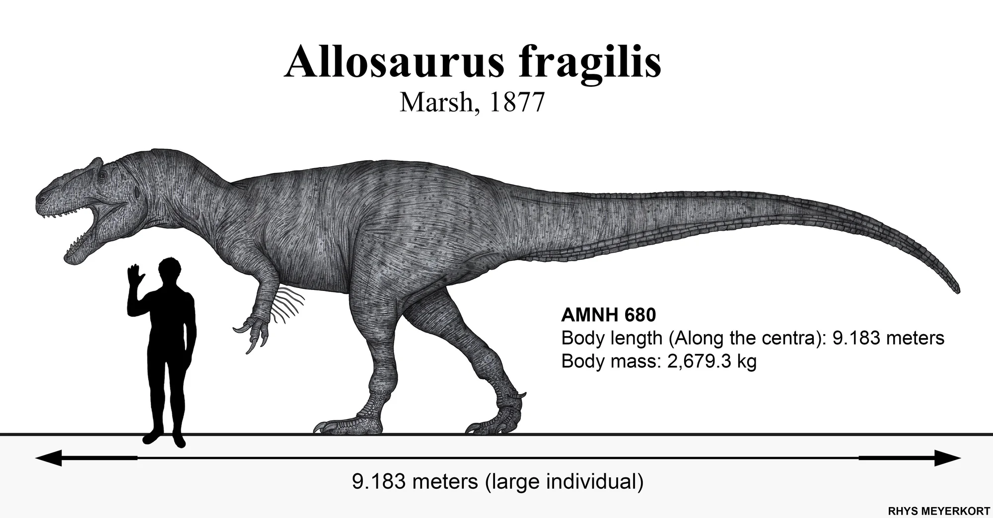 Digital reconstruction of Allosaurus — recent research suggests the species may have displayed coloration on parts of the face, especially around the orbital crests, possibly for visual commúnication.