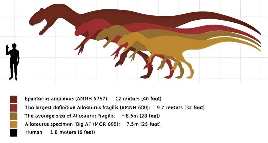Artistic profile reconstruction of Allosaurus — the three curved claws of the forelimbs were powerful grasping tools used to hold prey before striking with the jaws.