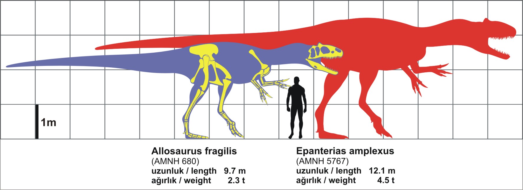 Size comparison between Allosaurus fragilis and an adult human — the largest terrestrial predator of the Jurassic reached 10.5 meters in length and weighed up to 2.3 tonnes.