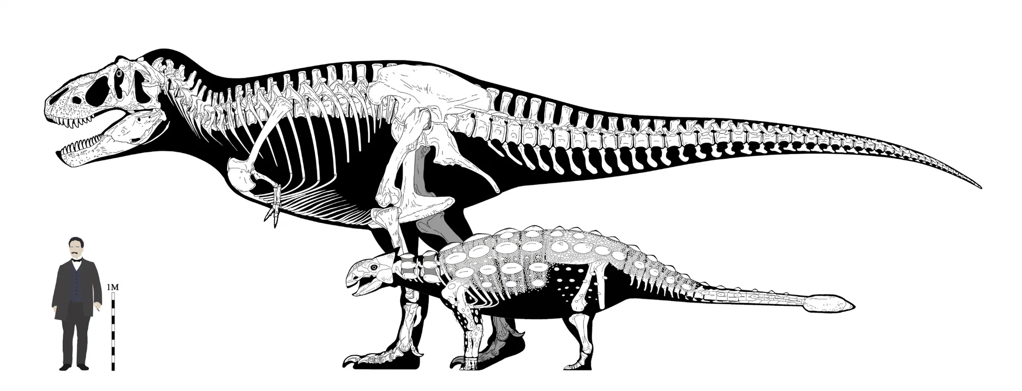Detail reconstruction of Ankylosaurus showing the armored head and osteoderms.