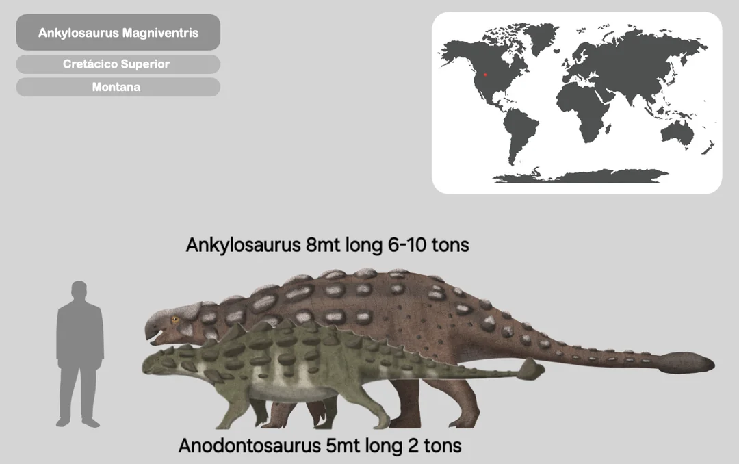 Size comparison between Ankylosaurus magniventris and Anodontosaurus lambei, two ankylosaurs from Hell Creek and Horseshoe Canyon Formations.