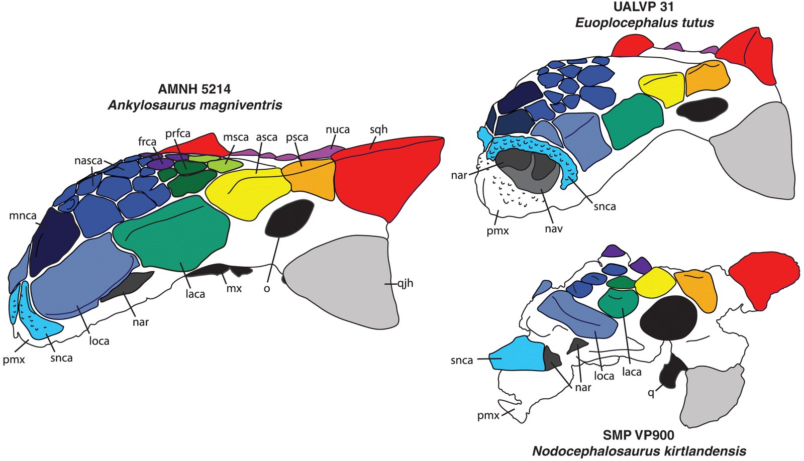 Figure 4 from Arbour & Mallon (2017): compared skulls of Ankylosaurus magniventris (AMNH 5214), Euoplocephalus tutus (UALVP 31), and Nodocephalosaurus kirtlandensis (SMP VP900) in lateral view, with caputegulae color-coded to highlight homologies. The lateralized naris roofed by the loreal osteoderm is unique to Ankylosaurus.