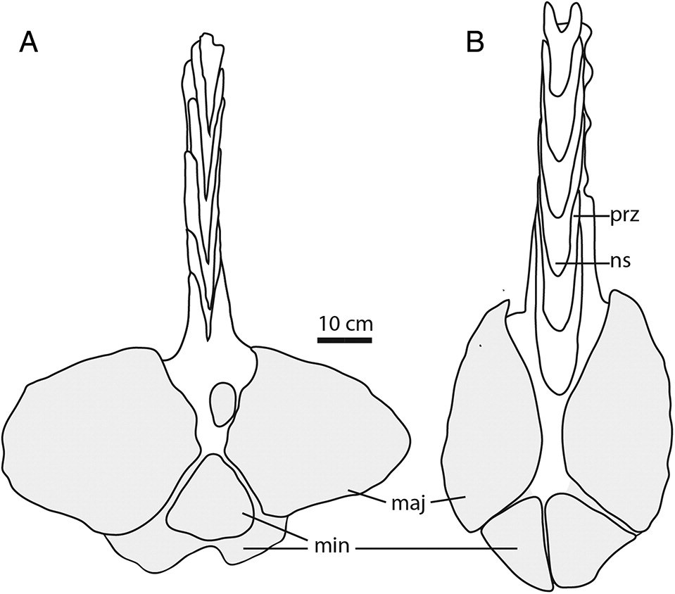 Figure 7 from Arbour & Mallon (2017): tail clubs of (A) Anodontosaurus (AMNH 5245) and (B) Ankylosaurus magniventris (AMNH 5214) in dorsal view. Despite the huge body-size difference between the species, the clubs have similar dimensions (~60 cm wide), suggesting biomechanical constraints in the structure's evolution. Labels: maj = major knob osteoderm, min = minor knob osteoderm, ns = neural spine, prz = prezygapophysis.