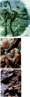 Figure 1: Protarchaeopteryx robusta .