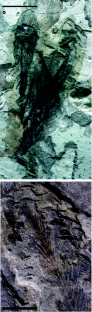 Figure 3: Protarchaeopteryx robusta , NGMC 2125.