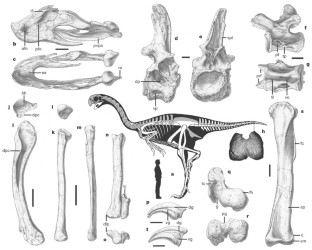 Figure 1: Skeletal anatomy of Gigantoraptor holotype (LH V0011).