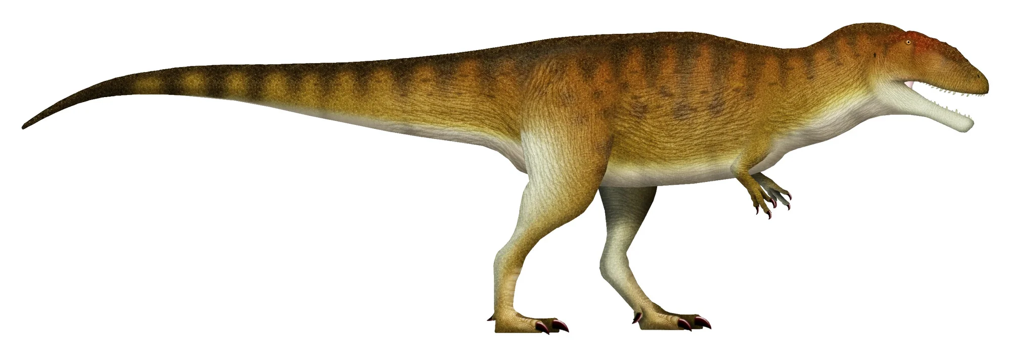 Carcharodontosaurus