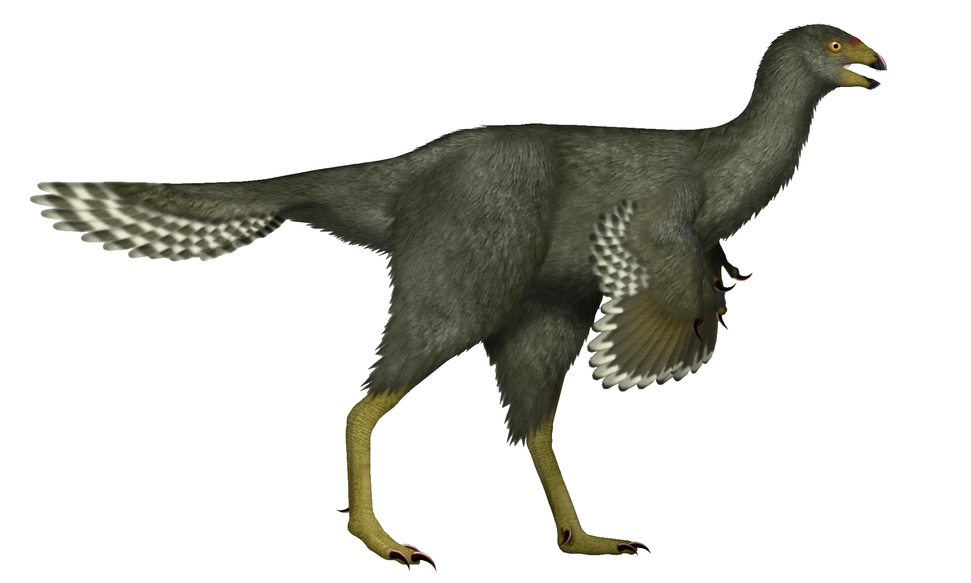 Caudipteryx