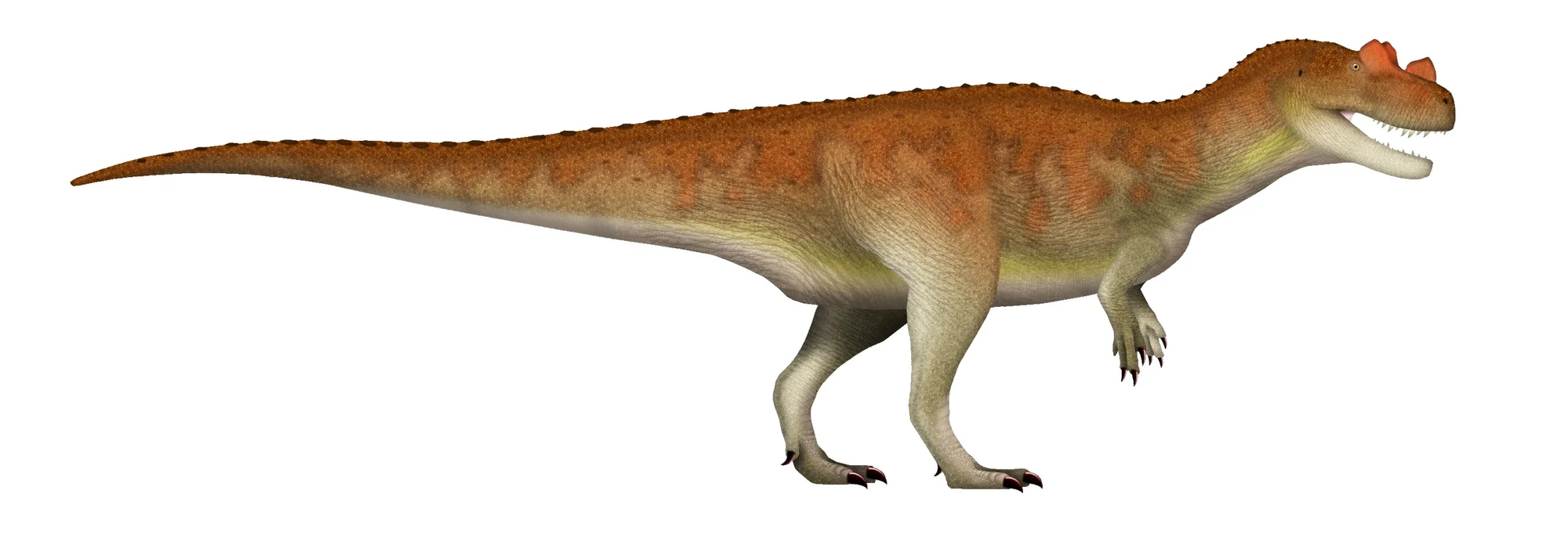 Ceratosaurus