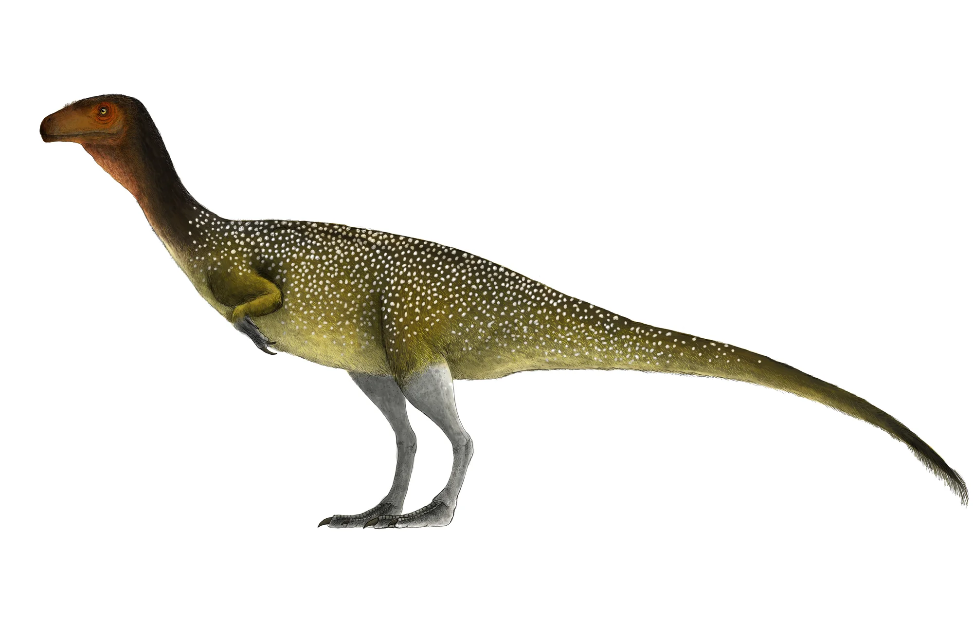 Chilesaurus