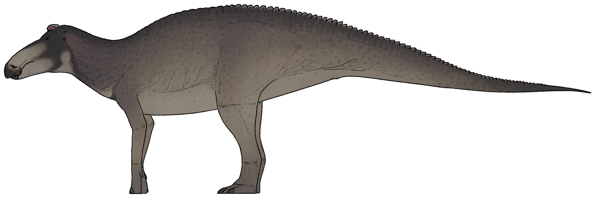 Edmontosaurus
