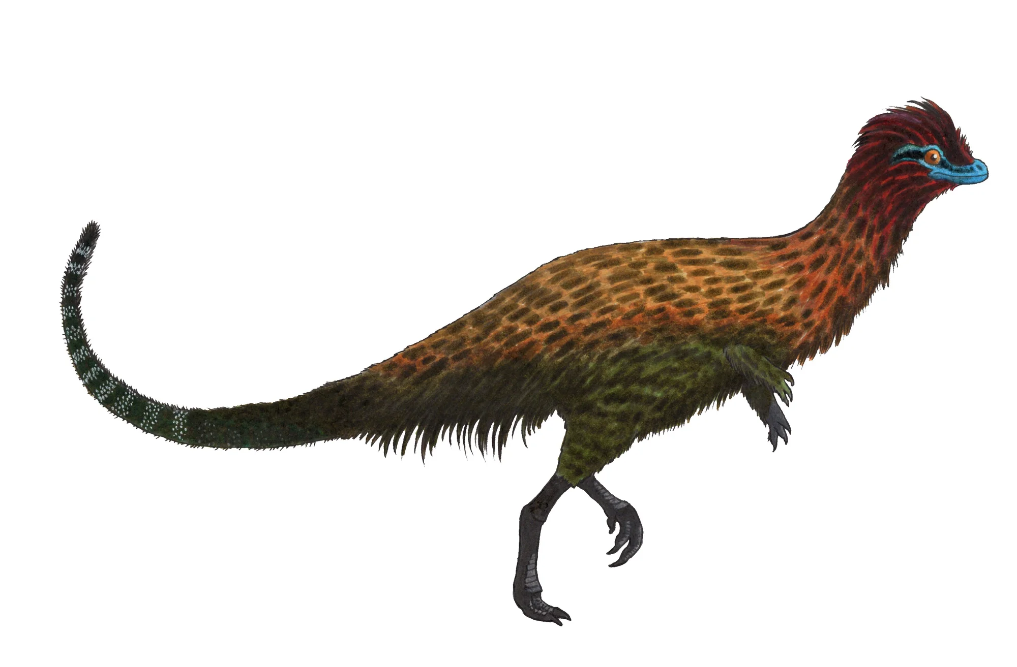Speculative reconstruction of Eoraptor lunensis with hypothetical plumage. Although there is no direct evidence of feathers in Eoraptor, phylogenetic studies suggest many early dinosaurs may have had similar structures.
