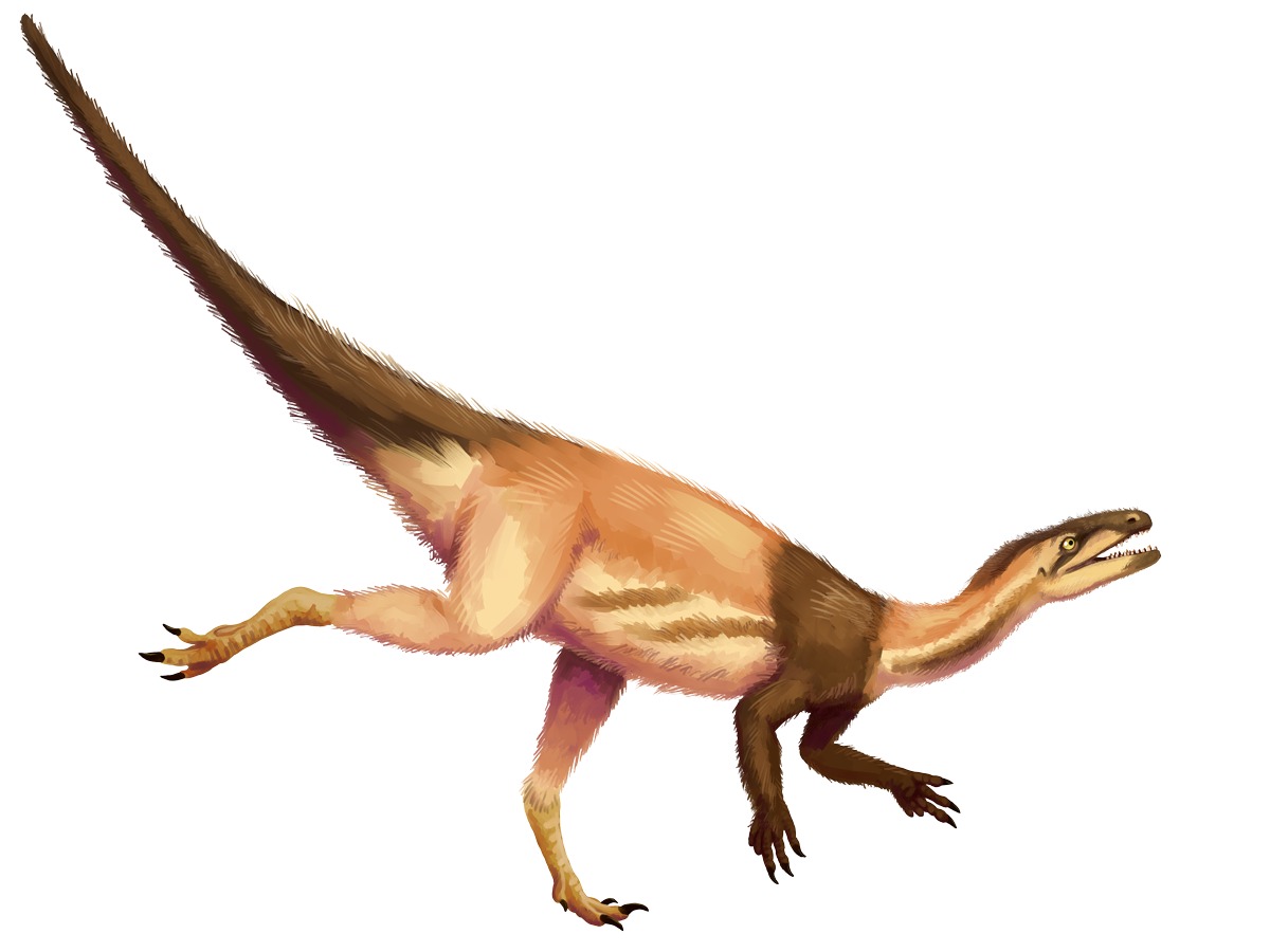 Reconstruction of Eoraptor lunensis in alert posture. The animal was an agile biped with small forelimbs and mixed dentition consistent with omnivory.