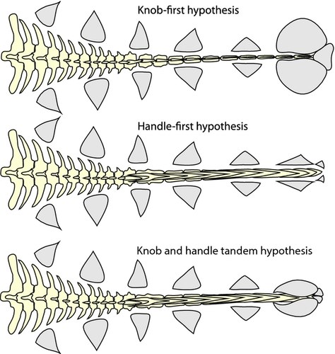 Figure 1 from Arbour & Currie (2015): three alternative hypotheses for ankylosaurid tail club evolution — 'knob-first' (enlarged terminal osteoderms without vertebral modification), 'handle-first' (modified distal caudal vertebrae without knob), and 'knob and handle tandem' (simultaneous acquisition). The paper's phylogenetic analysis supports the 'handle-first' hypothesis: the handle formed by elongated prezygapophyses preceded the terminal knob in the ankylosaurine ancestor — the group to which Euoplocephalus tutus belongs.