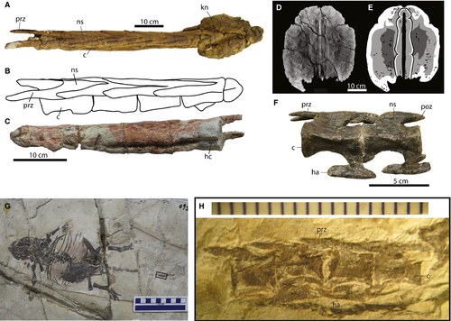 Figure 2 from Arbour & Currie (2015): fossil specimens of modified distal caudal vertebrae from mid-Cretaceous Chinese ankylosaurids, showing the 'handle' of the tail club before acquisition of the terminal knob. Labels: prz = elongated prezygapophysis, ns = neural spine, poz = postzygapophysis, c = centrum, ha = haemapophysis, hc = haemal centra. These fossils revealed that tail club evolution in Ankylosaurinae — the clade of Euoplocephalus tutus — began approximately 40 million years earlier than previously known.