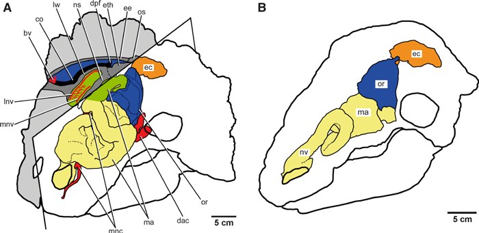 Figure 1 from Miyashita et al. (2011): reconstruction of soft-tissue compartments in the head of Euoplocephalus tutus in parasagittal section (A) and synthesized lateral view (B), based on direct osteological observation and computed tomography. Colored regions: nasal passages (yellow), endocranial cavity (blue), middle ear/otic capsule (orange), orbit (or), mandibular adductor (ma). The figure highlights the exceptional volume occupied by the olfactory region, greater than the endocranial cavity itself.