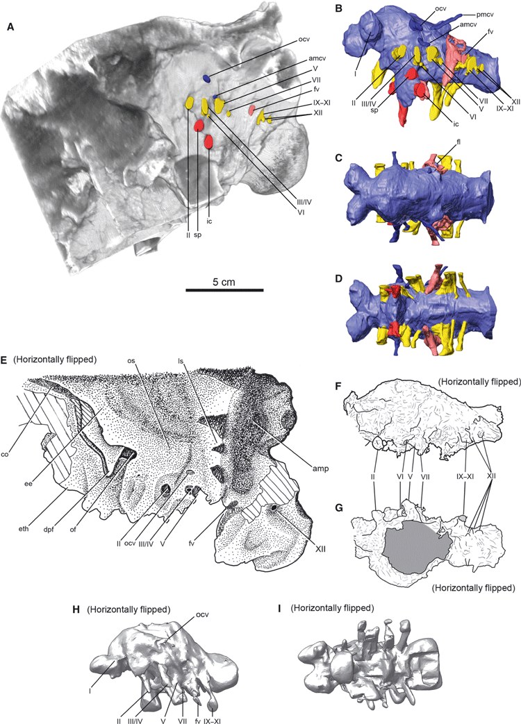 Figure 7 from Miyashita et al. (2011): three-dimensional reconstruction of the endocranial cavity and vascular channels of Euoplocephalus from X-ray computed tomography, with multiple views of the digital endocast. Reconstructed structures include the endocranial cavity, inner ear, and vascular impressions, allowing inference of the animal's sensory acuity — including its capacity to detect low-frequency sounds, possibly linked to vocalization through the looping nasal passages.