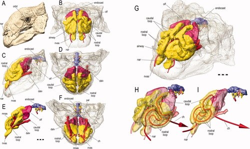 Figure 8 from Witmer & Ridgely (2008): 3D reconstruction of the Euoplocephalus tutus skull from CT scanning, revealing the looping nasal cavity path — with 'rostral loop' and 'caudal loop' — more complex than any other known dinosaur nasal passage. Red arrows in H and I show inspired airflow entering through the nares (nar) and traveling through the loops before reaching the olfactory region (olf) and internal choanae (ch). This was the paper's most impactful finding: the nasal pathway triples the effective length of the skull.