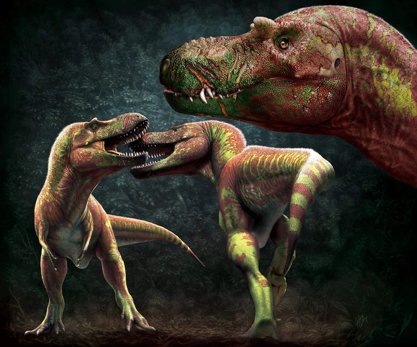 Figure 12 from Brown et al. (2022): artistic reconstructions of hypothesized intraspecific agonism (face-biting behavior) in Tyrannosauridae. Left, two Gorgosaurus individuals square off in face-biting behavior. Right, the aftermath, showing recent wounds and older scars in left lateral view. Art by Julius T. Csotonyi.