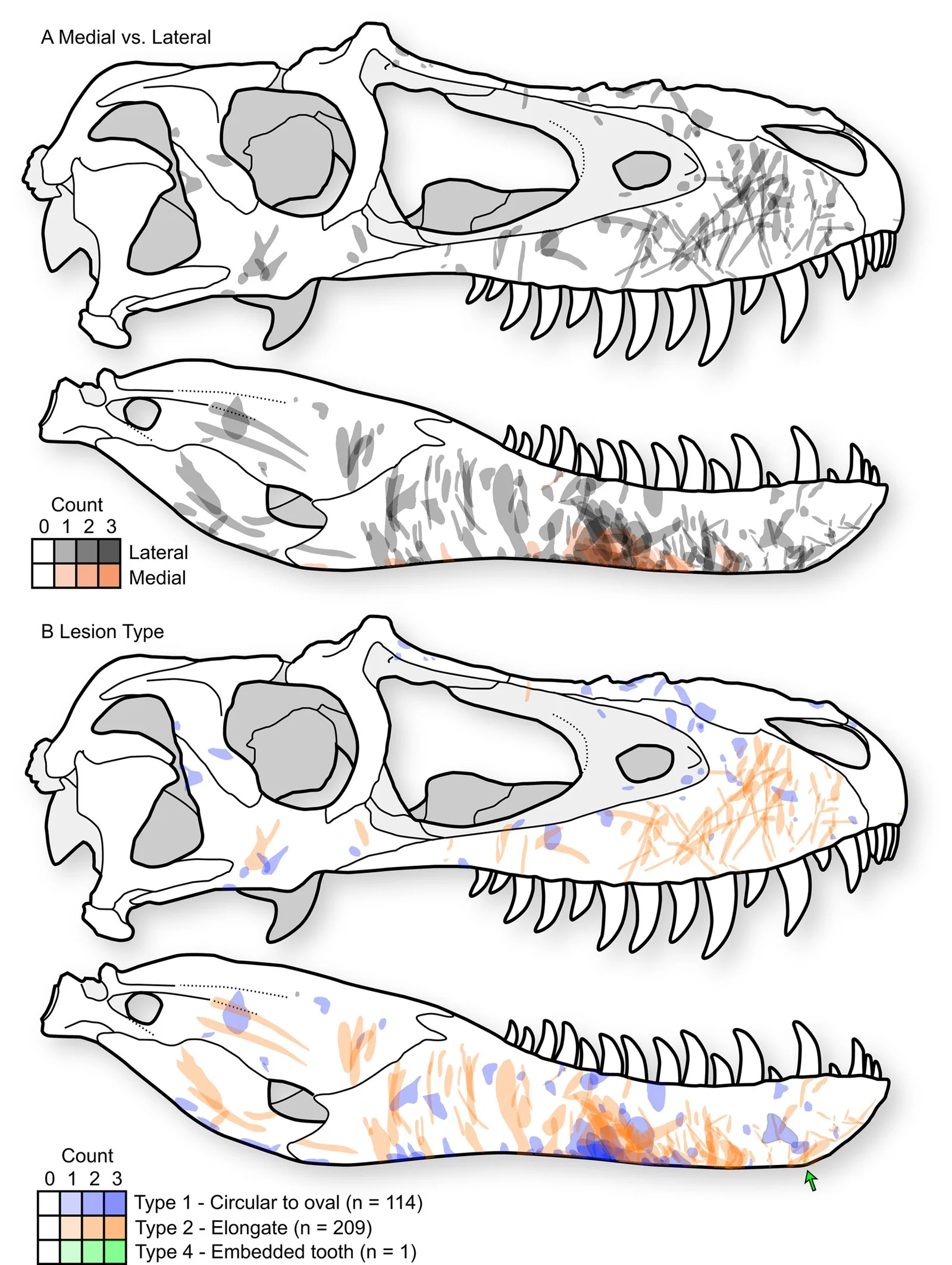 Figure 4 from Brown et al. (2022): cumulative tooth-strike lesion sample (72 specimens, 323 marks) projected into a single composite skull in right lateral view, showing the overall pattern of position, orientation, shape, and density of facial lesions in tyrannosaurids.