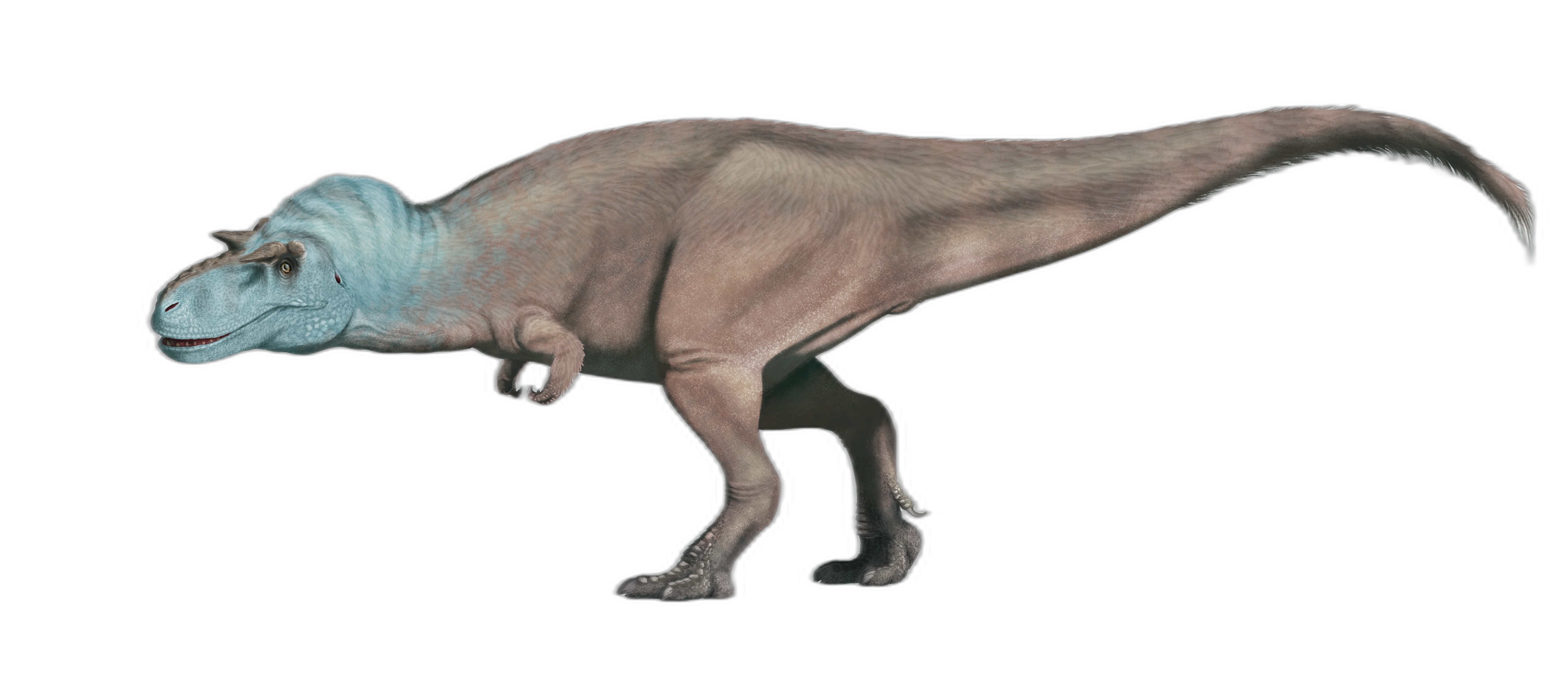Gorgosaurus