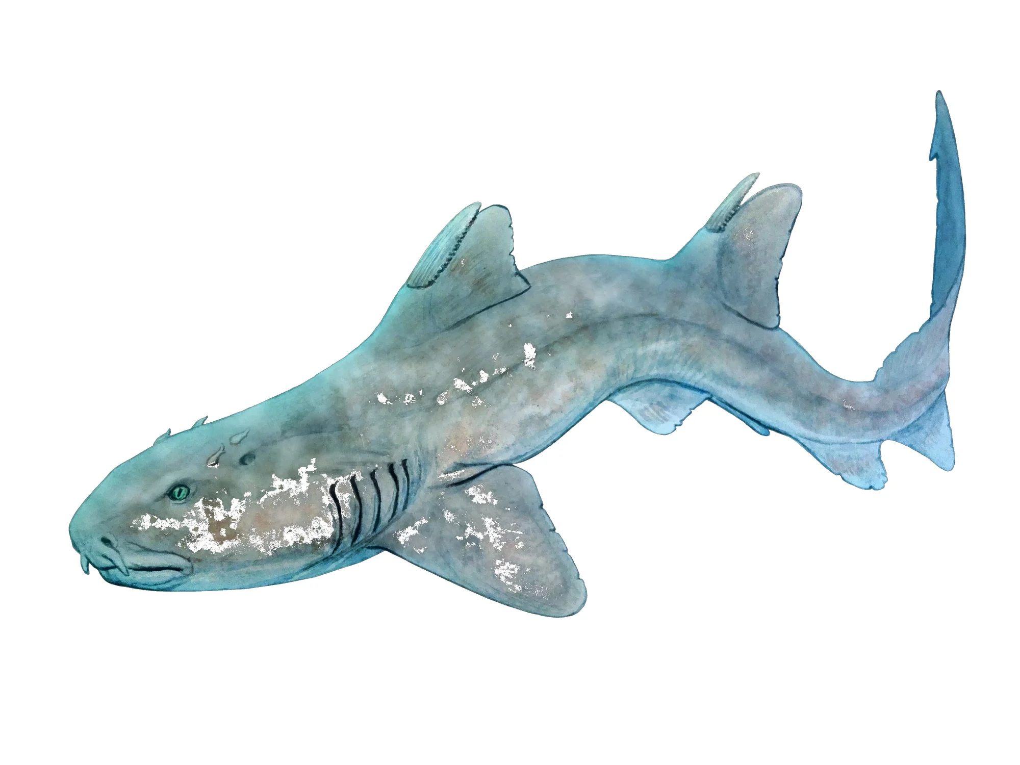 Hybodus
