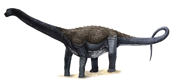 Lateral view of Maxakalisaurus topai showing body proportions of the titanosaur.