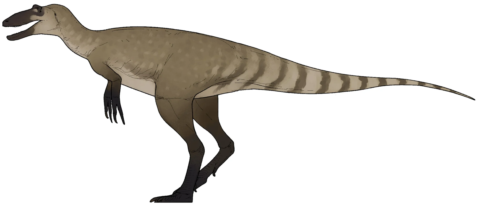 Nanotyrannus